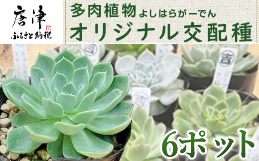 多肉植物 よしはらがーでんオリジナル交配種 6ポットセット 希少品種