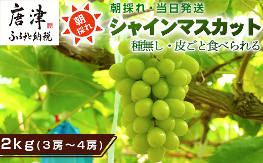 『先行予約』【令和8年9月上旬より順次発送】シャインマスカット2kg 3房～4房 葡萄 ぶどう 果物 フルーツ スイーツ