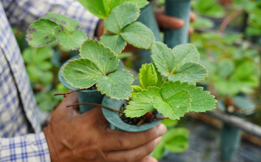 『先行予約』【令和8年4月より順次発送】唐津産 いちごさん 約250g×12パック(合計約3kg) 濃厚いちご 苺 イチゴ 果物 フルーツ