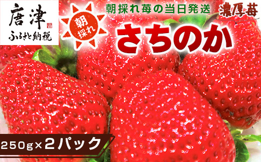 『先行予約』【令和7年3月より順次発送】濃厚苺 さちのか 250g×2パック(合計500g) 濃厚いちご 苺 イチゴ 果物 フルーツ ビタミン