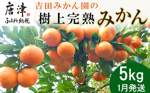 『先行予約』【令和7年1月から発送】吉田みかん園の樹上完熟みかん 5kg 柑橘 ミカン 蜜柑 フルーツ 果物