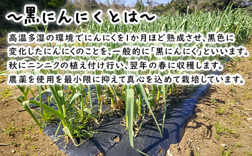 『先行予約』【令和7年7月より順次発送】こみねさんちの黒にんにく 120g スタミナ 野菜 ガーリック ニンニク 大蒜 国産 健康