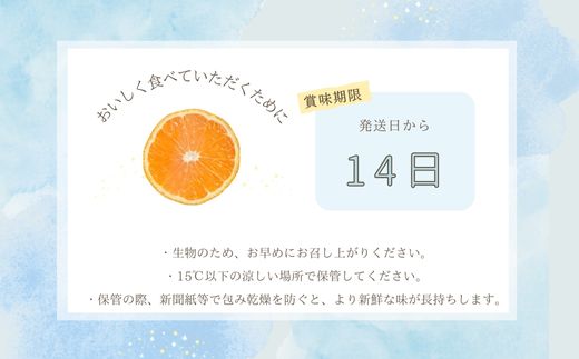 『予約受付』【令和7年1月中旬発送】唐津産ハウス育ち柑橘セット 2.5kg 手提げ箱 (麗紅・あすみ・不知火・農6号の中から2〜4種) 品種おまかせ 〜海と空と、みかん〜 ミカン フルーツ 柑橘 ギフト