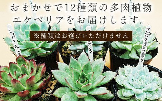 多肉植物エケベリア12ポット おまかせセット アソート 観葉植物 癒し「2024年 令和6年」