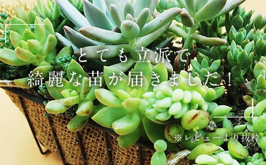 多肉植物エケベリア12ポット おまかせセット アソート 観葉植物