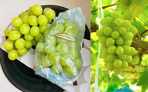 『先行予約』【令和8年9月上旬より順次発送】シャインマスカット2kg 3房～4房 葡萄 ぶどう 果物 フルーツ スイーツ