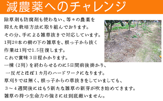 『先行予約』【令和7年2月上旬発送】果皮も丸ごとガブッ！味香みかん 5kg 新種のミカン フルーツ 果物 デザート 柑橘