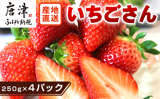 『先行予約』【令和9年3月より順次発送】唐津産 いちごさん 約250g×4パック(合計約1kg) 濃厚いちご 苺 イチゴ 果物 フルーツ