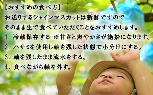 『先行予約』【令和8年9月上旬より順次発送】シャインマスカット2kg 3房～4房 葡萄 ぶどう 果物 フルーツ スイーツ