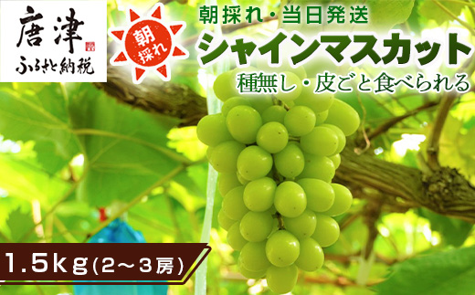 『先行予約』【令和8年9月上旬より順次発送】シャインマスカット1.5kg 2～3房 葡萄 ぶどう 果物 フルーツ スイーツ
