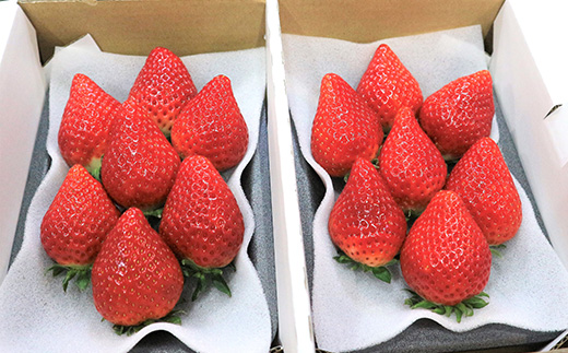 『先行予約』【令和7年3月より順次発送】唐津産 いちごさん 250g×8パック(合計2kg) 濃厚いちご 苺 イチゴ 果物 フルーツ