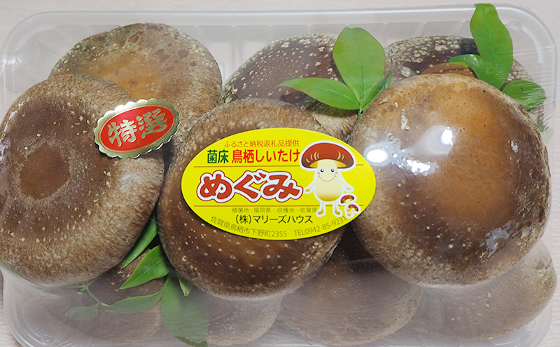 しいたけ 佐賀県産 超特選 生椎茸 菌床栽培 約500g 椎茸 きのこ