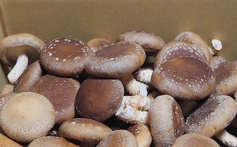 險ウ縺ゅj 縺励>縺溘¢ 菴占ウ逵檎肇 邂ア逕溘@縺縺溘¢ 邏800g 險ウ繧「繝ェ 讀手減 縺阪ョ縺