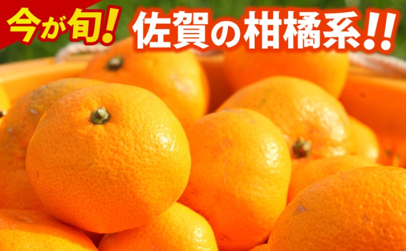 デコポン 不知火 約5kg  佐賀県産 みかん 柑橘類 ※配送不可：北海道、沖縄県、離島