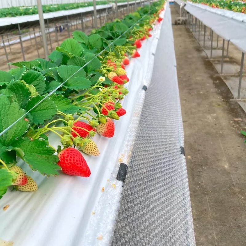 いちご 農家直送 いちごさん 480g (240g×2) イチゴ 朝摘み ブランド 果物 ※配送不可：離島