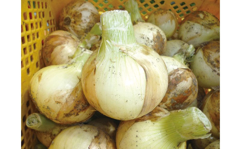 玉ねぎ 春穫り サラダタマネギ 5kg 野菜 タマネギ