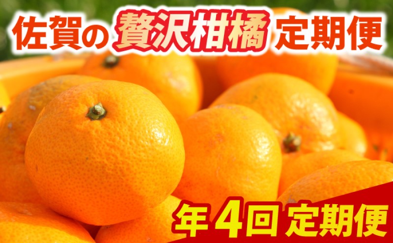 定期便 4回 柑橘 佐賀の贅沢柑橘定期便 みかん 果物 年4回 ※配送不可：北海道、沖縄県、離島