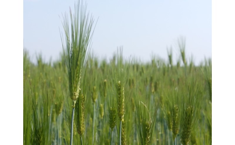 麊 ãã¡éºŠ äœè³çç£ ããã©ãªã¢ãã 2kg (1kgÃ2è¢) äºã€æãç±³ãã€ã¹ã¿ãŒå³éž ã飯 çœé£¯ ãç±³ ã³ã¡ ãã â»é
éäžå¯:é¢å³¶