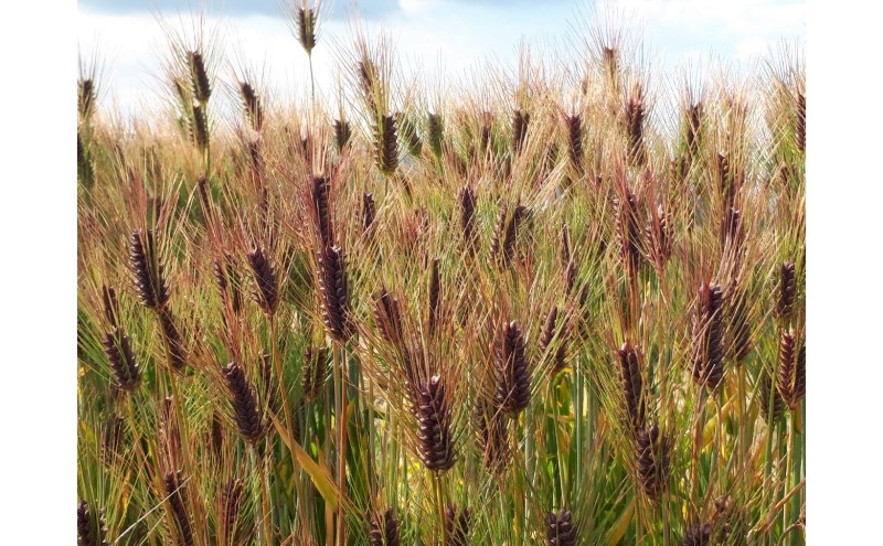鮗ヲ 繧ゅ■鮗ヲ 菴占ウ逵檎肇 縲弱ム繧、繧キ繝「繝√2kg (1kgテ2陲) 縺秘」ッ 逋ス鬟ッ 縺顔アウ 繧ウ繝。 縺薙a 窶サ驟埼∽ク榊庄:髮「蟲カ