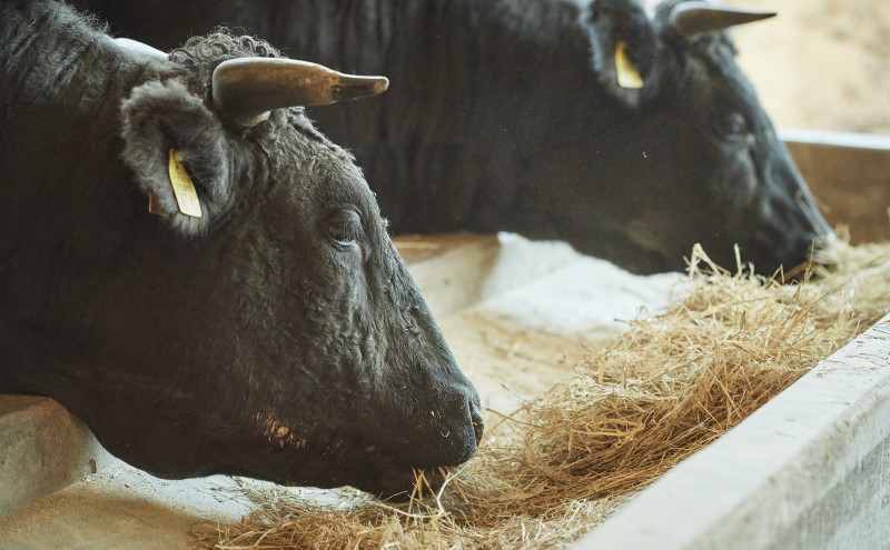 佐賀牛 すきやき 800g ※配送不可：北海道、沖縄、離島