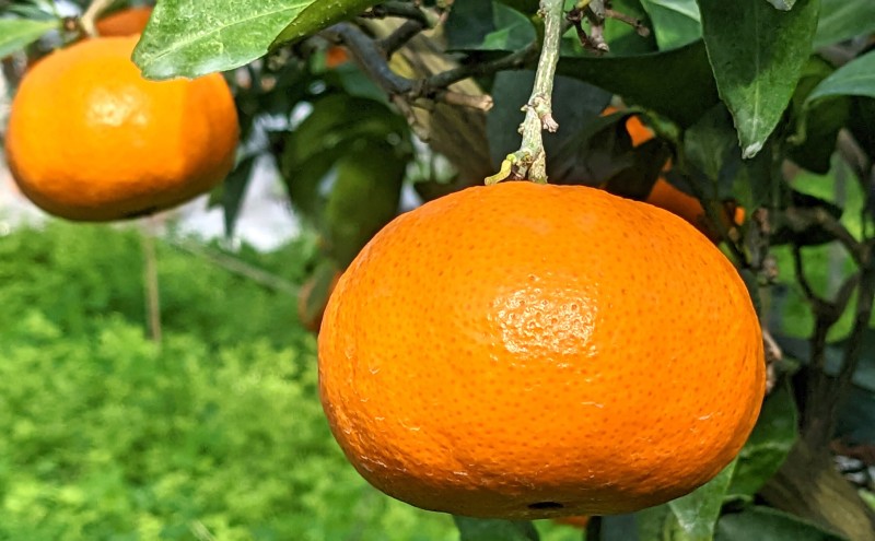 佐賀みかん ジュース 味香 贅沢搾り 果汁500ml 瓶 2本セット