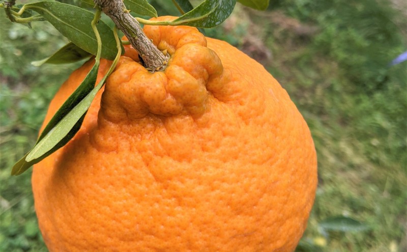 佐賀みかん ジャム “味香デコ” マーマレード 270g 3個セット