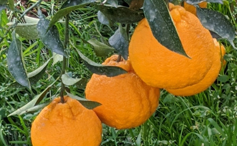 佐賀みかん ジャム “味香デコ” マーマレード 270g 3個セット