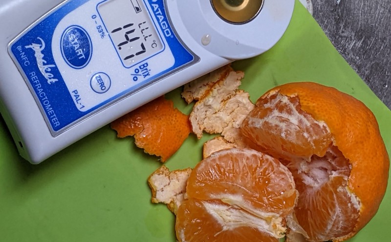 佐賀みかん みかん 味香みかん 3kg 新品種 果皮も美味しく食べられる！フルーツ ※配送不可：離島