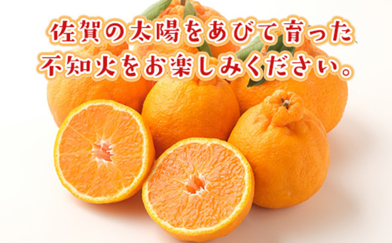 不知火 しらぬい 約8kg 柑橘 みかん ジュース ゼリー シャーベット 果物 フルーツ デザート ※配送不可:離島