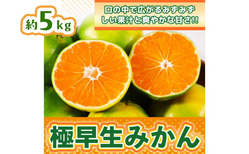 みかん 佐賀県産 極早生みかん5kg 果物 フルーツ ミカン デザート ※配送不可:離島