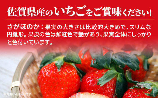 さがほのか 4パック _b-498