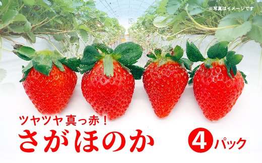 さがほのか 4パック _b-498