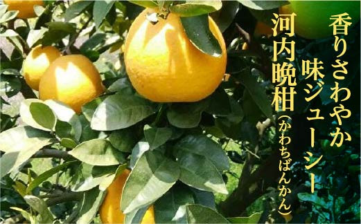 【減農薬栽培】山崎農園の河内晩柑 10～11kg 晩柑 柑橘 佐賀県産 _b-335