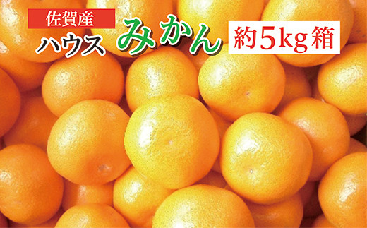 ハウスみかん 佐賀産 約 5kg 箱 c-103