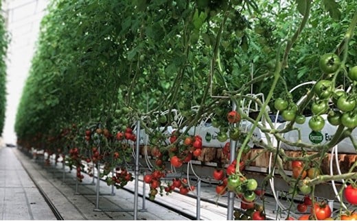 謗。繧後◆縺ヲ繝溘ョ繧」繝医槭ヨ 4kgシ500g テ 8繝代ャ繧ッシ _b-249