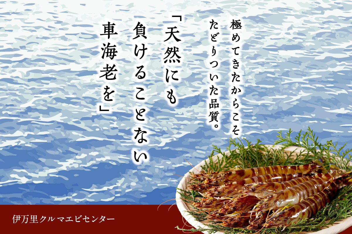 伊万里産 冷凍車海老（訳あり、加熱用、250gx2pc） 010-C198