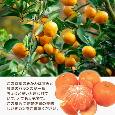 極早生みかん 約7kg 114-B1004