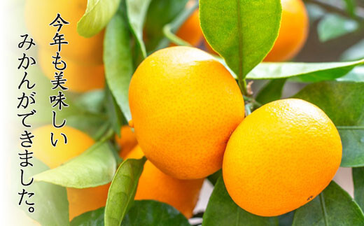 温州みかん 約5kg 114-B1007