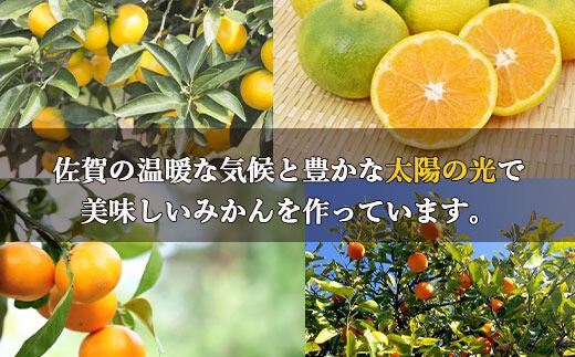 温州みかん 約7kg 114-B1008