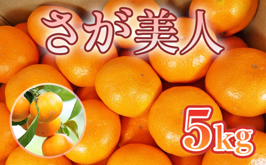 佐賀県産みかん さが美人 5kg 114-B1010