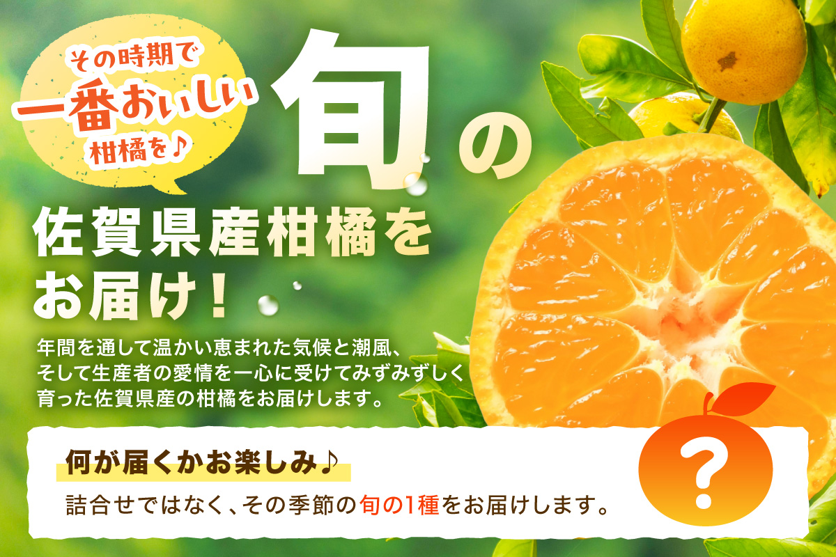 佐賀の旬の柑橘をお届け 佐賀産かんきつ2kg 147-B396