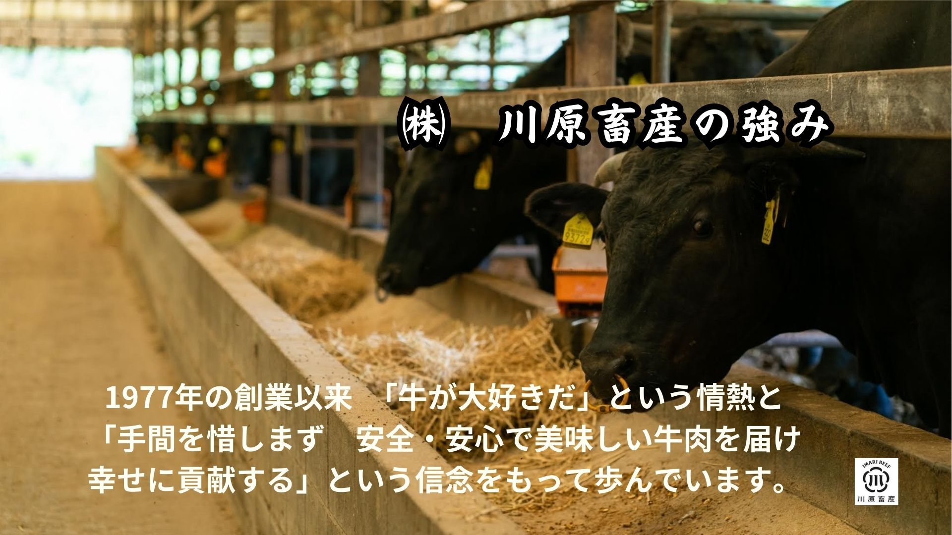 伊万里牛肩薄切り 500g 【川原畜産】 208-J1684