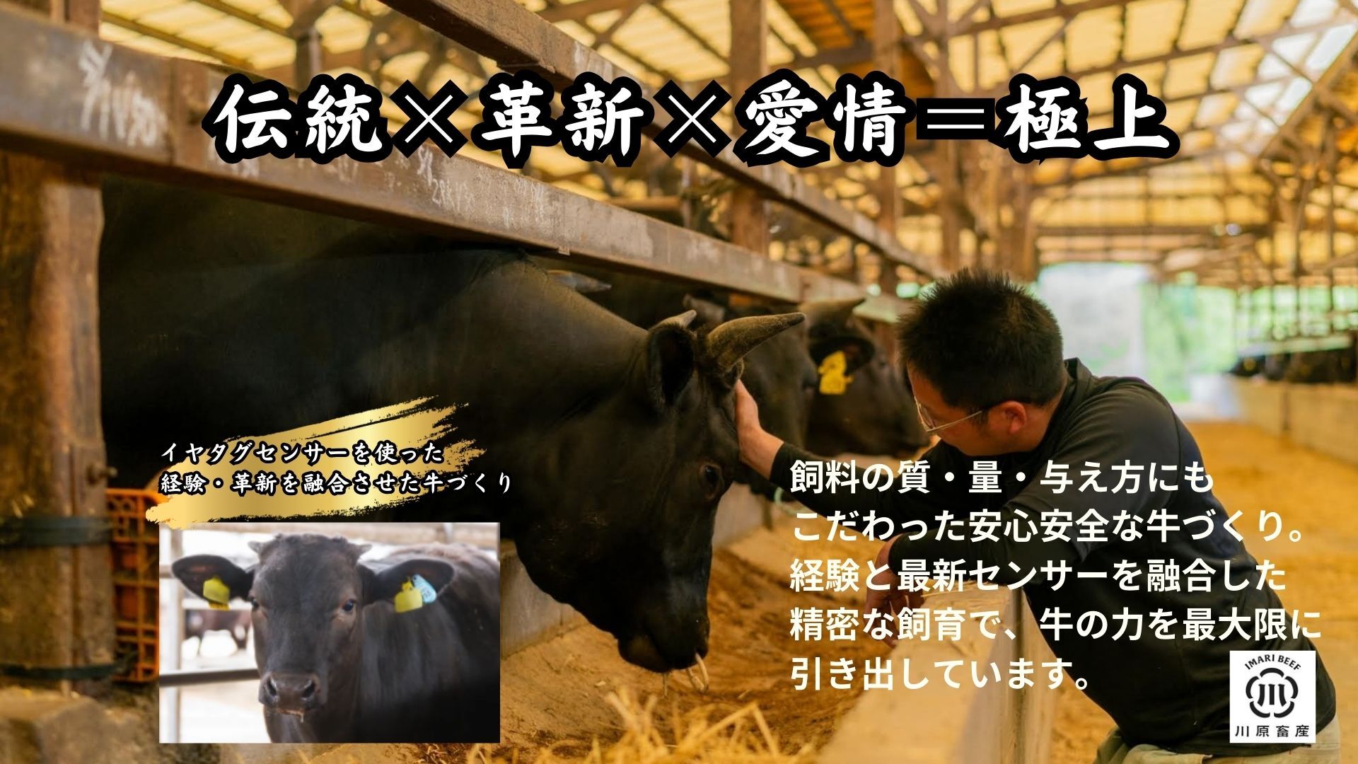 伊万里牛肩薄切り 500g 【川原畜産】 208-J1684