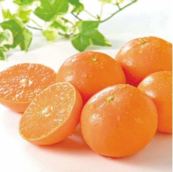 佐賀みかん はまさき2.5kg化粧箱入り 214-B919