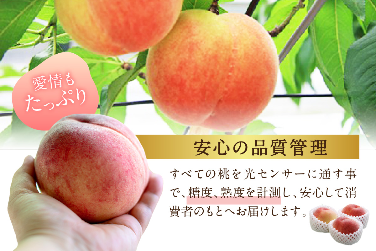 【先行予約】伊万里の桃 2個×6パック 178-B970