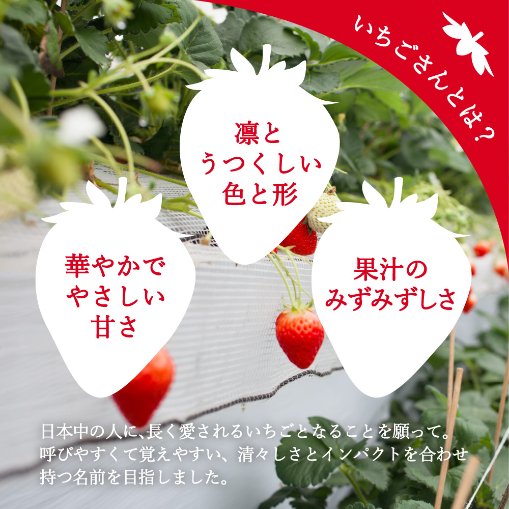 【先行予約】伊万里産「 いちごさん 」　250ｇ × 4 パック　～鶴田農園～ B496