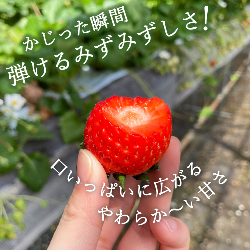 【先行予約】伊万里産「 いちごさん 」　250ｇ × 4 パック　～鶴田農園～ B496