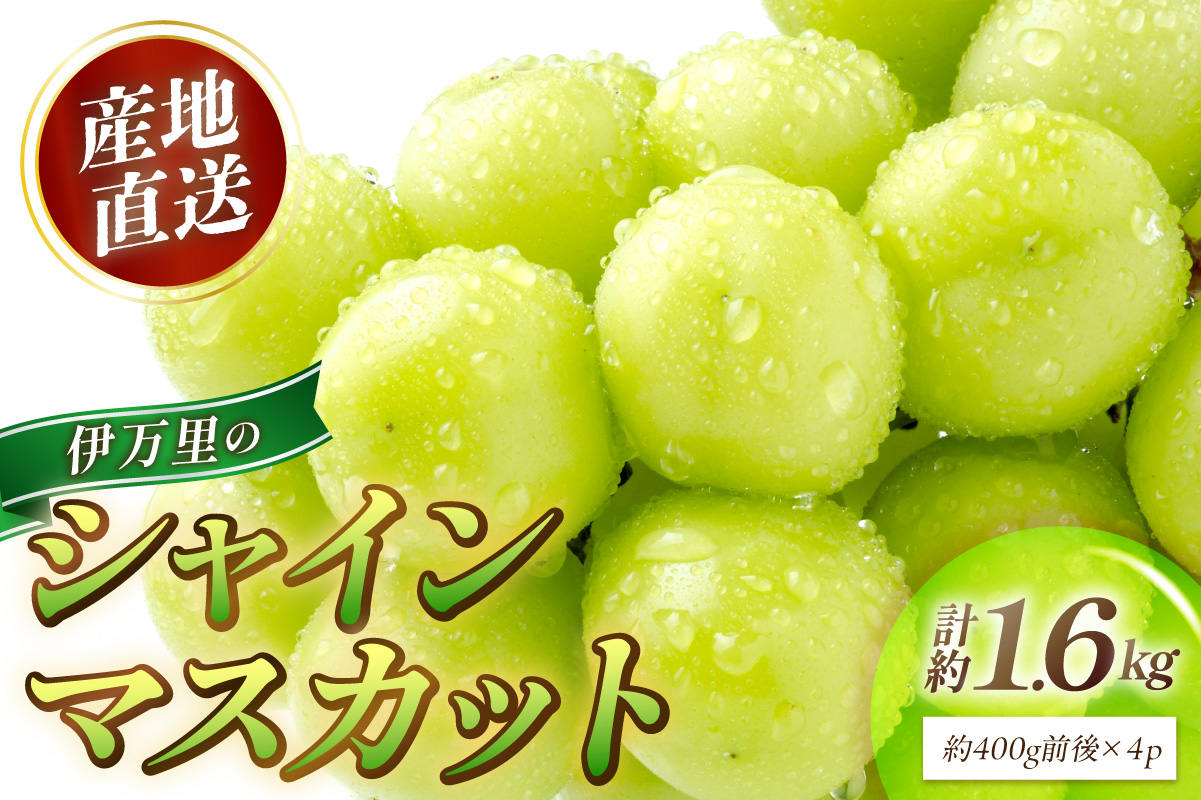 伊万里のシャインマスカット 1.6kg（400g×4P） 178-B1089