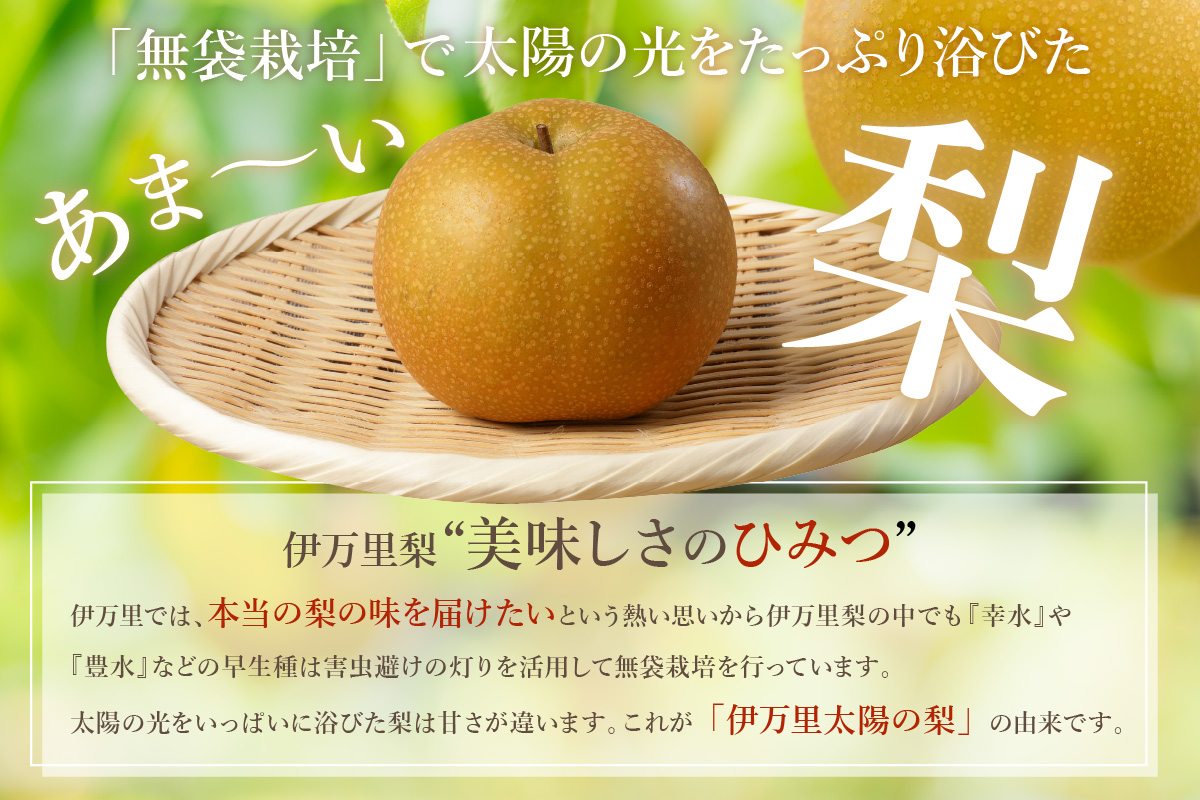 【2026年産先行予約】伊万里梨 「豊水」 約5kg ご自宅用におすすめ 178-B939