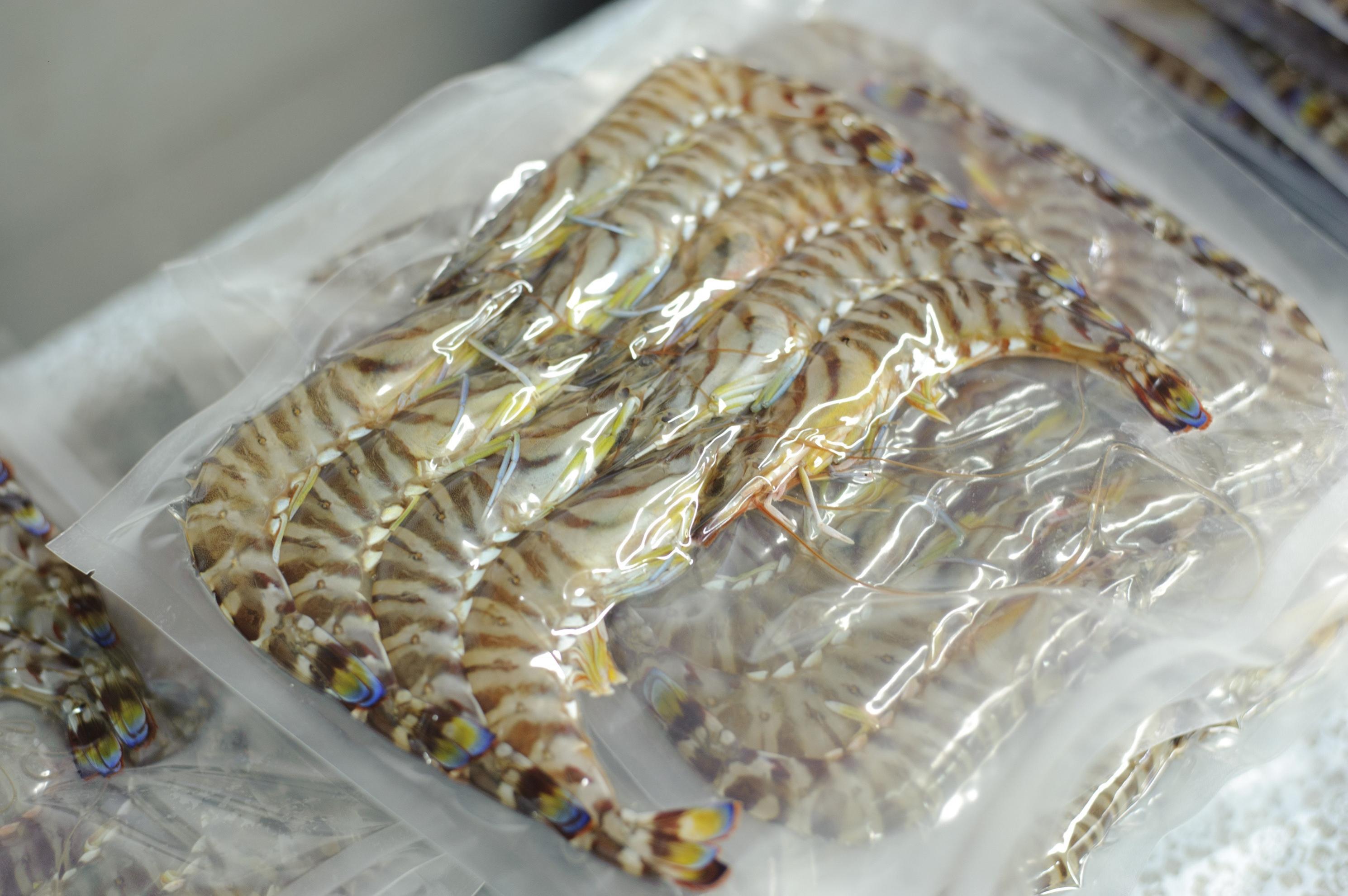 伊万里産 冷凍車海老（訳あり、加熱用） 2.5kg 010-C196